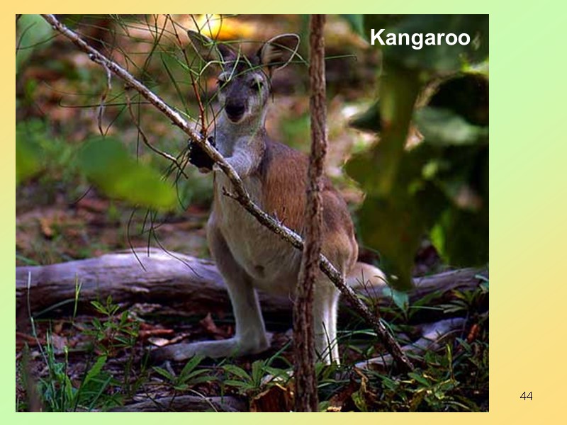 44 Kangaroo